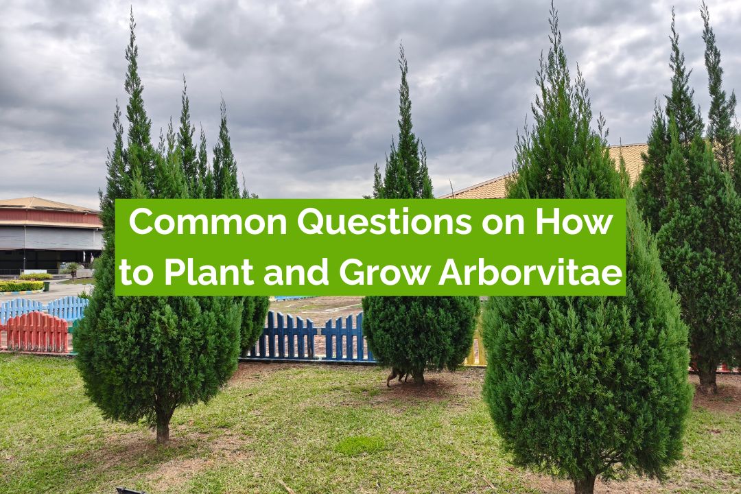 Common Questions on How to Plant and Grow Arborvitae