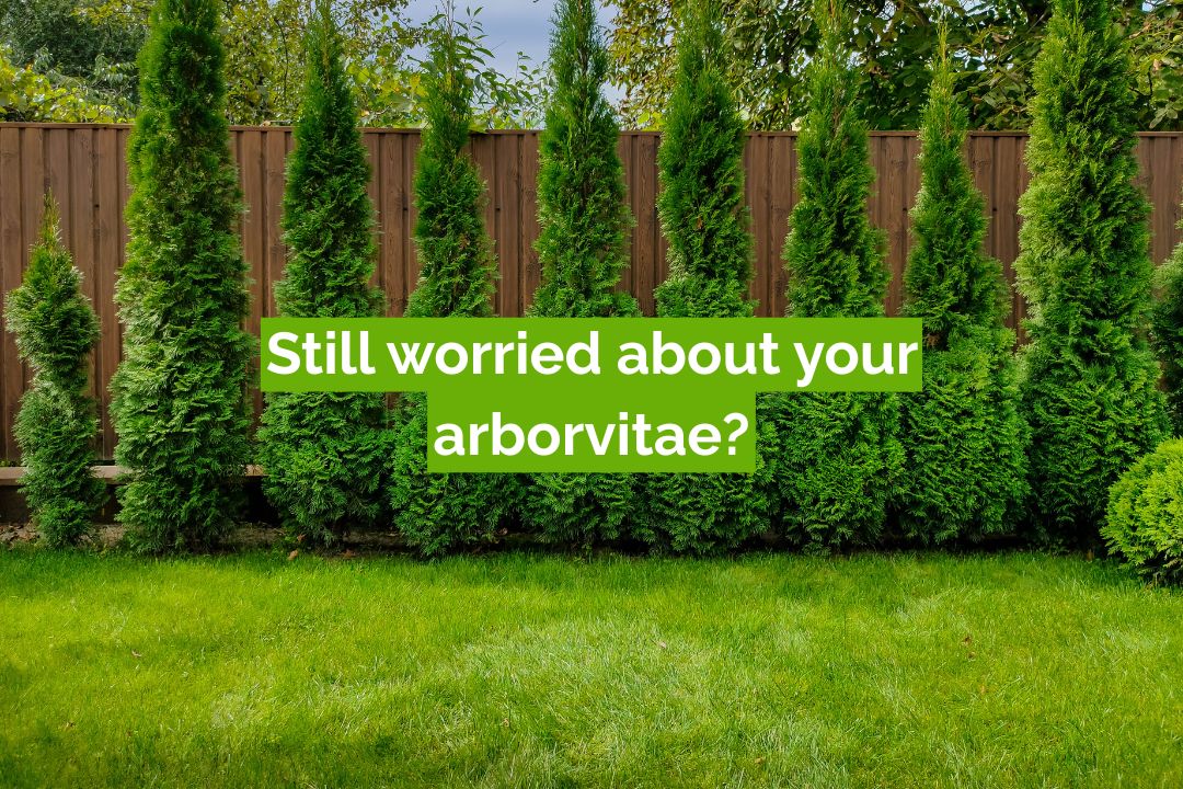 Still worried about your arborvitae?