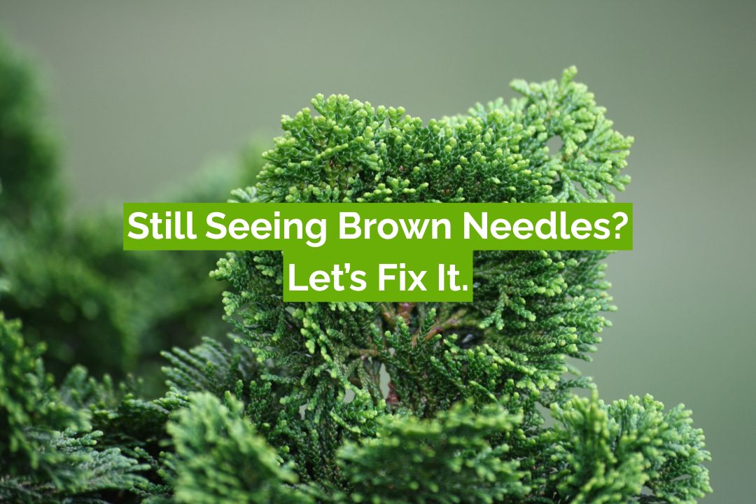 why is my false cypress turning brown FAQ