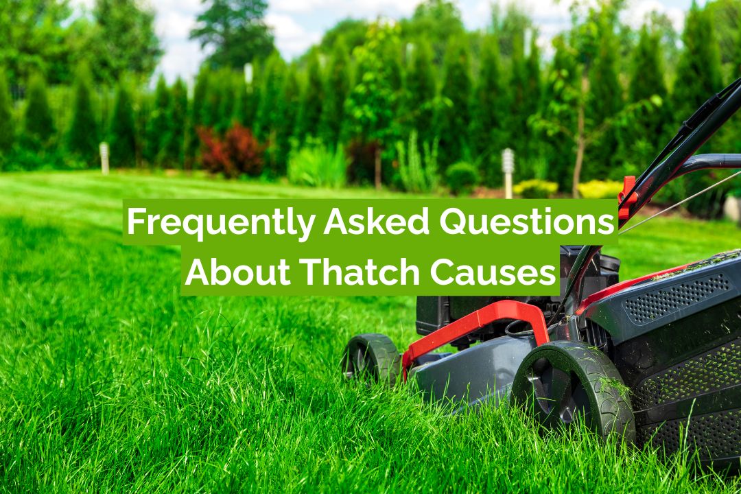 Frequently Asked Questions About Thatch Causes