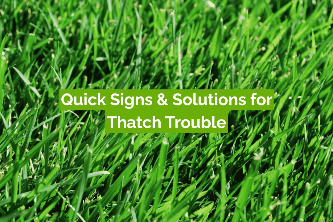 Quick Signs & Solutions for Thatch Trouble.