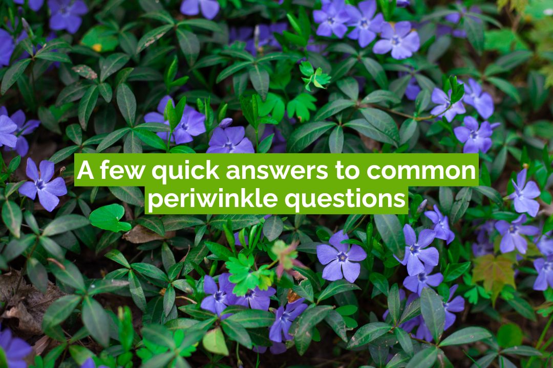 A few quick answers to common periwinkle questions Close-up of blooming periwinkle (Vinca minor) plants with purple flowers and green leaves, used as a friendly banner for the FAQ section titled “A few quick answers to common periwinkle questions.”