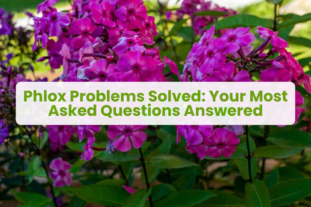 phlox diseases pictures