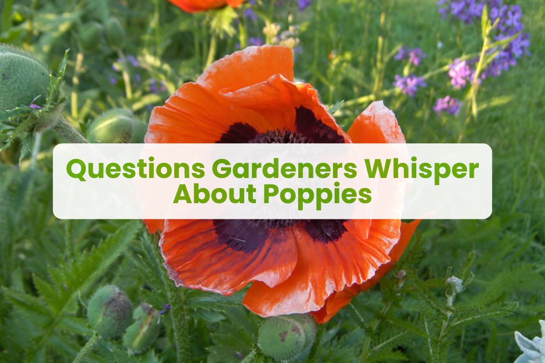 pictures of oriental poppies