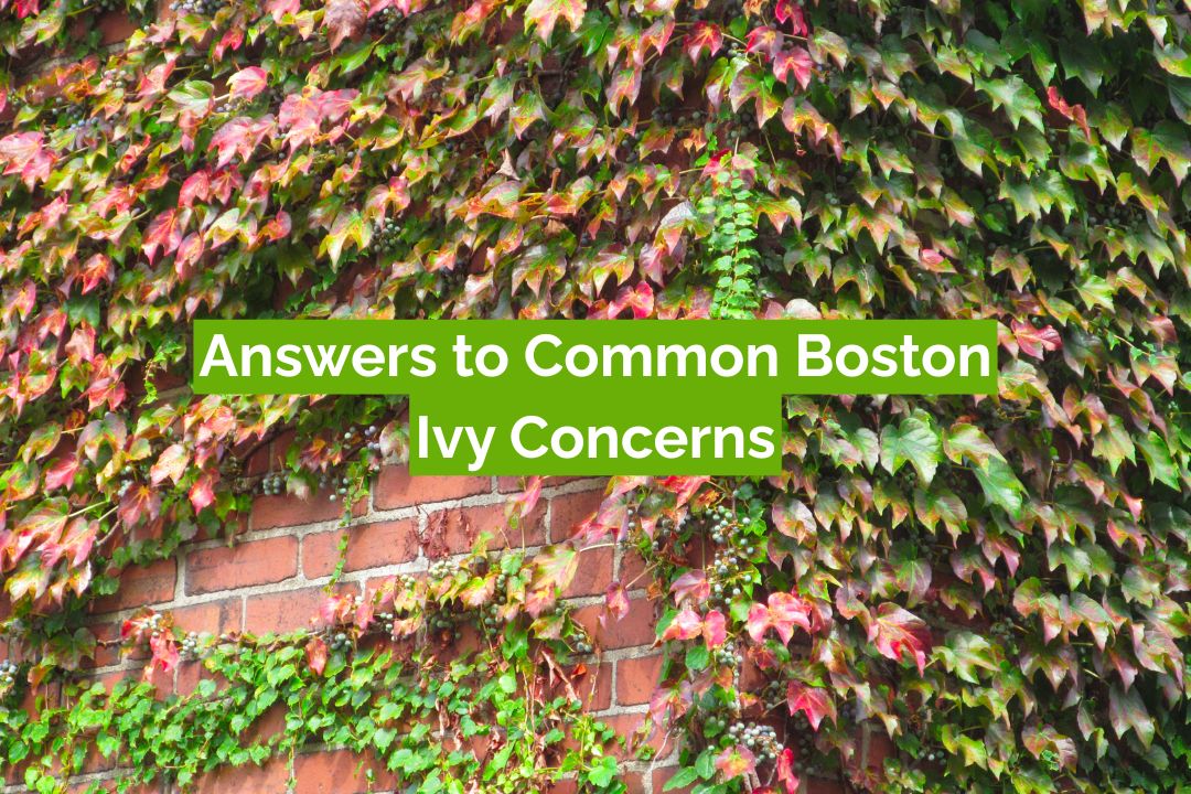 Answers to Common Boston Ivy Concerns
