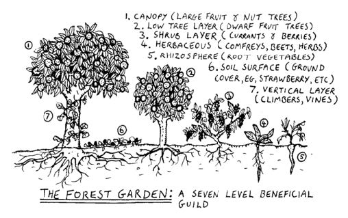 Simple ways to make your garden more sustainable