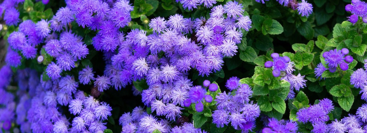 Ageratum