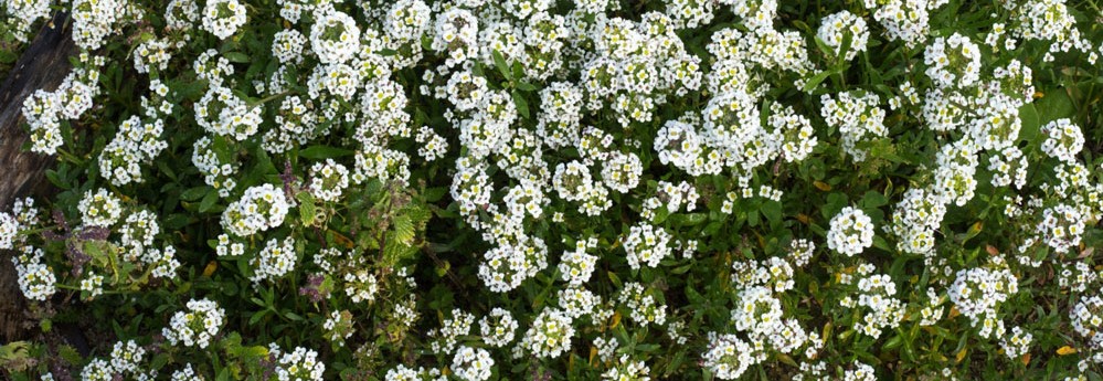 Alyssum Flower