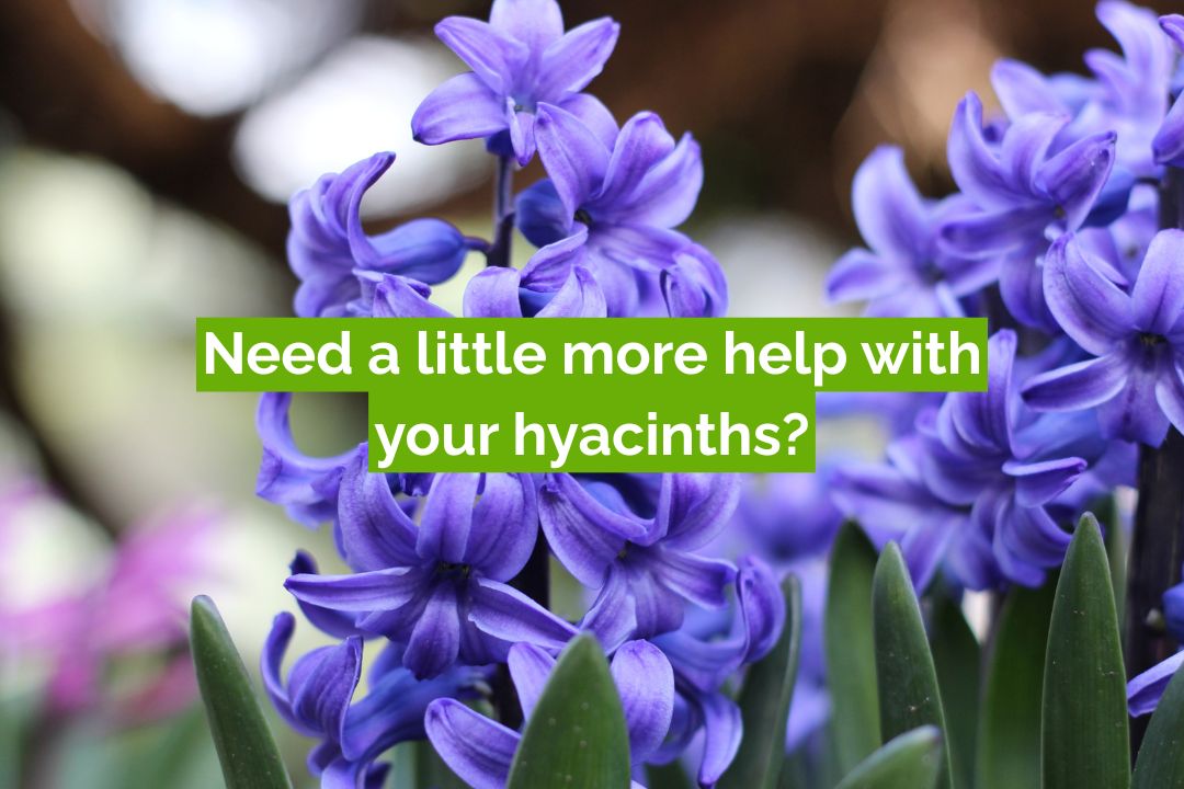 Close-up of vibrant purple hyacinth flowers in full bloom with a green text banner reading “Need a little more help with your hyacinths?” — promoting gardening tips and hyacinth care advice from Yardener.