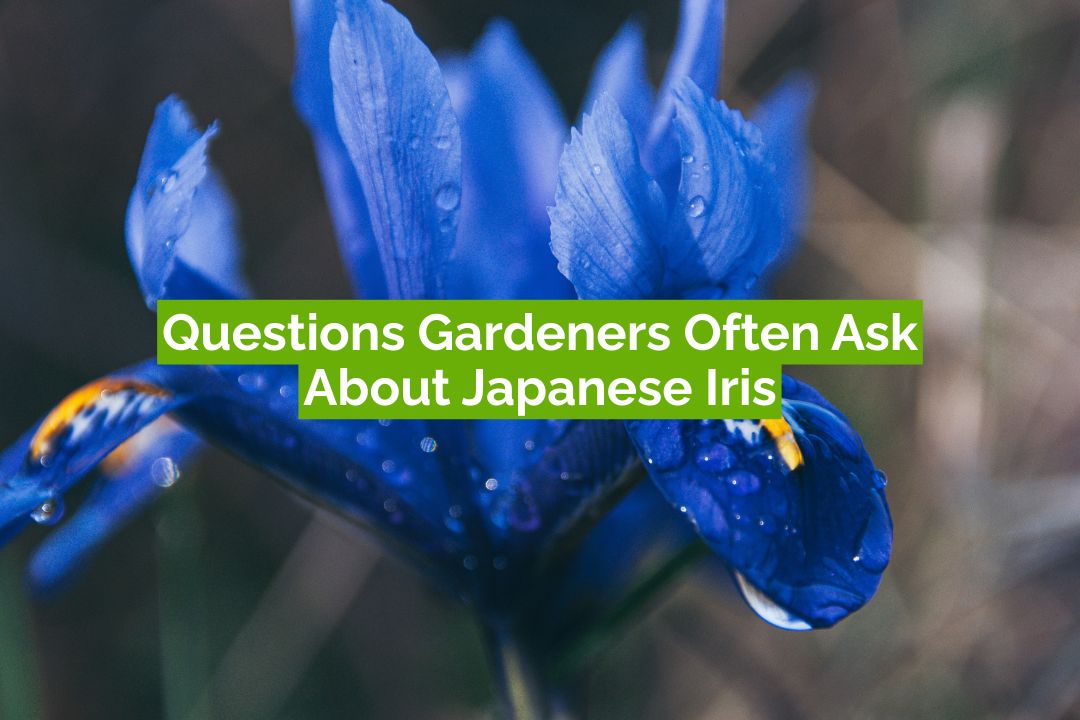 Questions Gardeners Often Ask About Japanese Iris