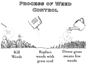 best time for lawn aeration and overseeding