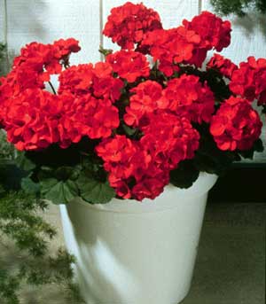 Geranium by Liz ball