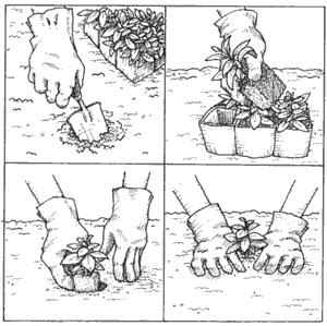 Planting Impatiens