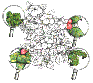 impatiens diseases pictures