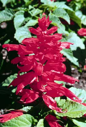salvias red flower