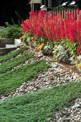 red salvias perennials