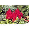Celosia 'Fresh Look Red'  Celosia plumosa