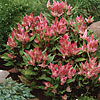 Celosia 'Spiky Pink'  Celosia spicata