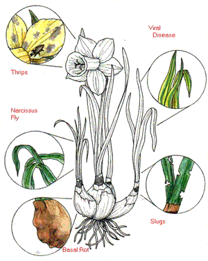 daffodil problems