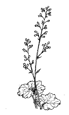 Coralbells