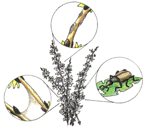 pictures of forsythia bushes