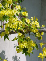 Carolina Jasmine