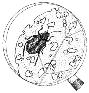 Flea Beetles