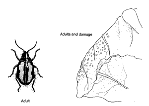 Diagnosing Flea Beetles