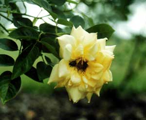 Pest Insects On Flowers