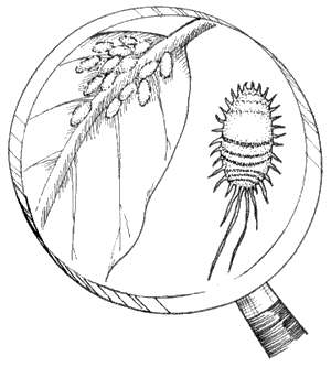 Mealybugs