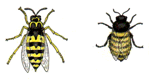 Yellowjacket on left Honeybee on the right
