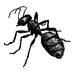 Carpenter Ants