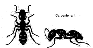 Diagnose Carpenter Ants