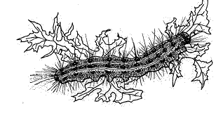 Gypsy Moth