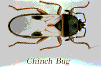 Chinch Bugs