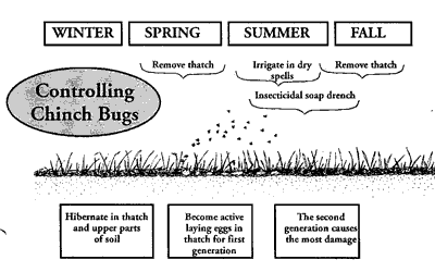 chinch bug treatment