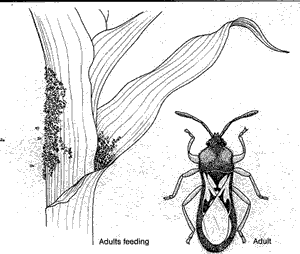 Diagnosing Chinch Bugs
