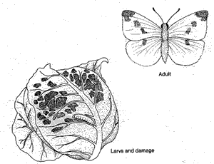 Cabbage Worm