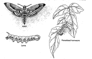 Sketch of Hornworms
