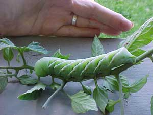Hornworms