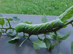 Hornworms Plants Affected