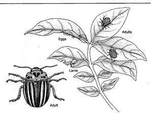 Colorado Potato Beetle