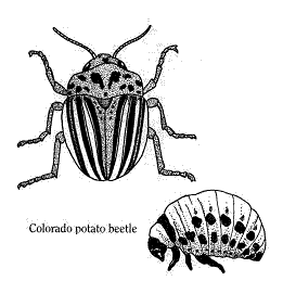 Potato Beetle Colorado 