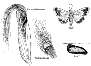 Corn Earworm