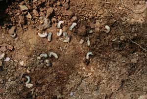 Finding Grubs 
