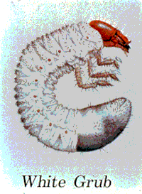 White grub