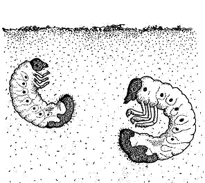 Diagnosing Grubs