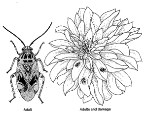 Plant Bug