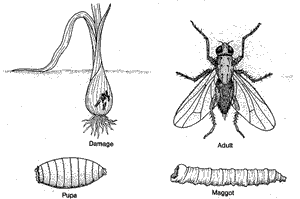 Cabbage Maggot