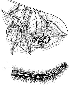 Diagnosing Tent Caterpillars